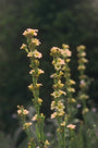 Bieslelie - Sisyrinchium striatum