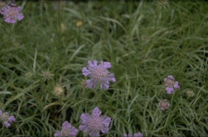 Duifkruid - Scabiosa graminifolia