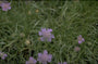 Duifkruid - Scabiosa graminifolia