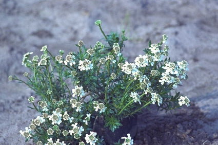 Iberis sempervirens