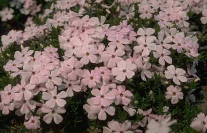 Flox - Phlox 'Lilac Cloud'