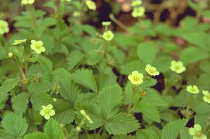 Bos Aardbei - Fragaria vesca