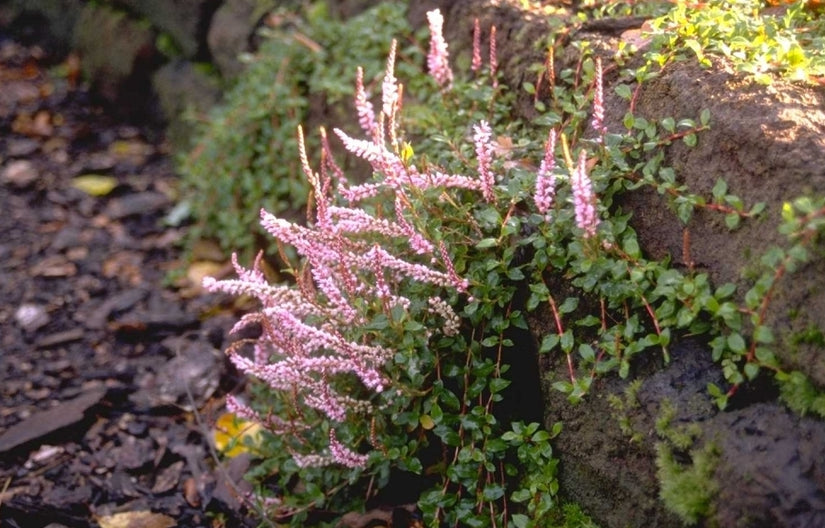 Duizendknoop Persicaria Vacciniifolia