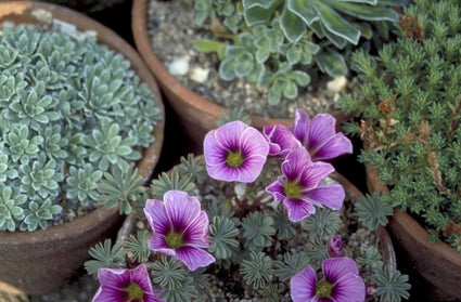 Oxalis 'Tina'