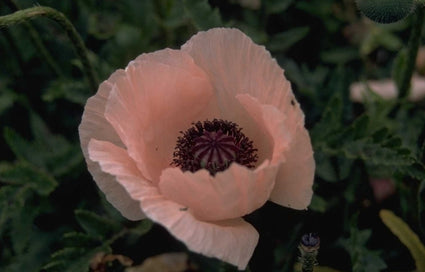 Oosterse klaproos - Papaver orientale 'Lady Moore'