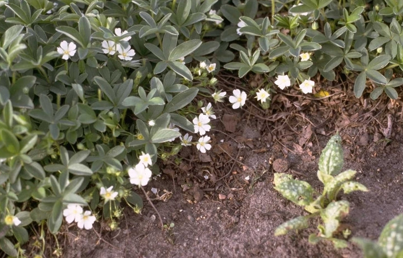 Potentilla alba