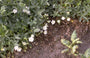 Potentilla alba