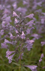 Bloei Nepeta sibirica 'Souvenir d'André Chaudron'