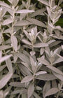 Artemisia ludoviciana