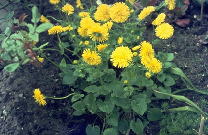 Doronicum orientale 'Fr?hlingspracht'