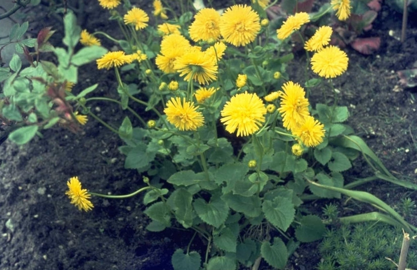 Doronicum orientale 'Fr?hlingspracht'