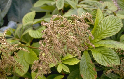 Schout-bij-nacht - Rodgersia pinnata