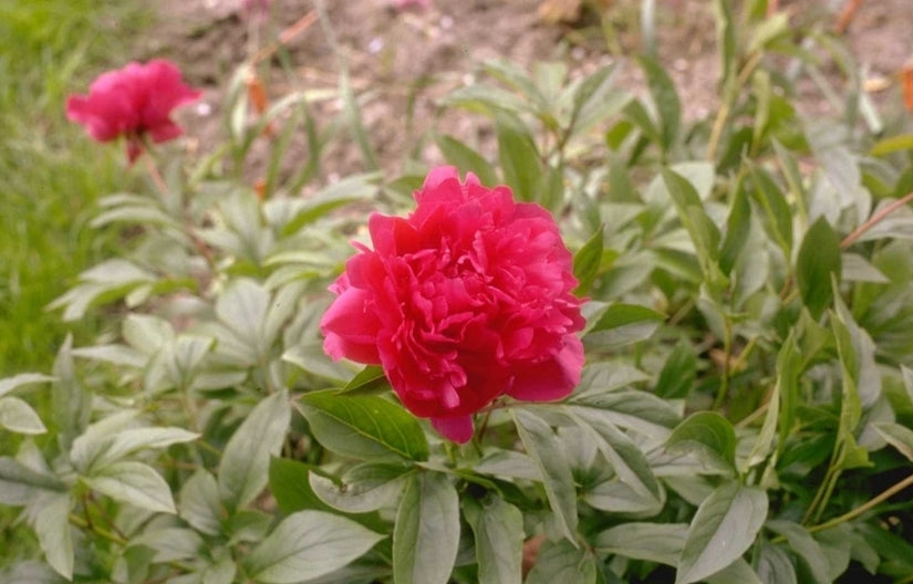 Pioen Paeonia 'Bunker Hill'