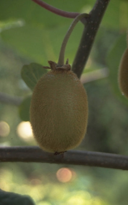 Kiwi - Actinidia deliciosa 'Buitenpost'