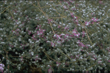 Marjolein - Origanum microphyllum
