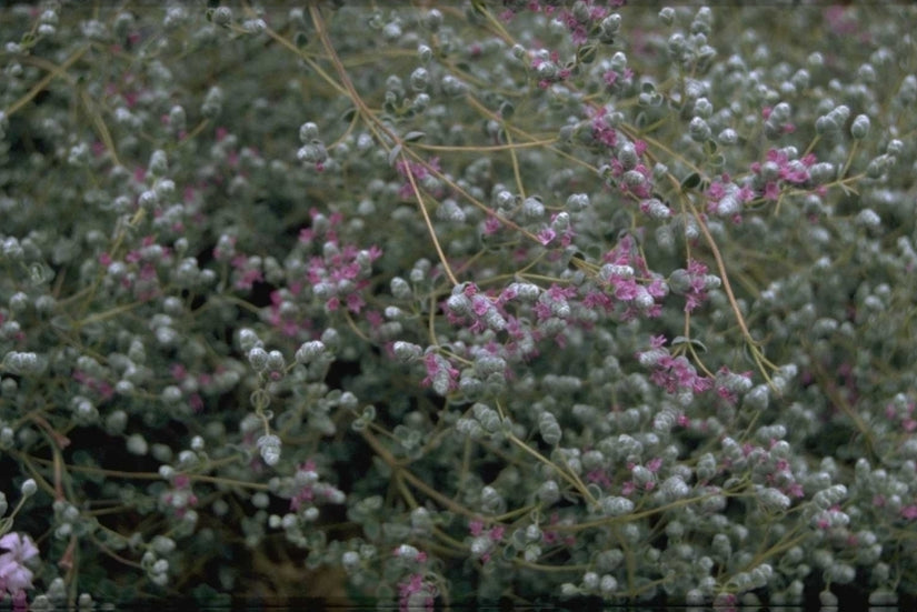Marjolein - Origanum microphyllum