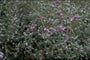 Marjolein - Origanum microphyllum
