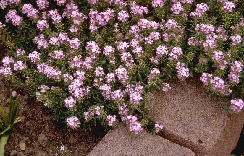 Aethionema - Aethionema armenum 'Warley Rose'