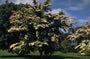 Japanse grootbloemige kornoelje - Cornus kousa var. chinensis