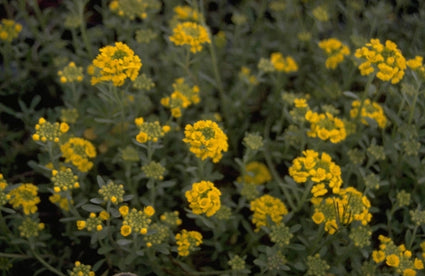 Alyssum montanum 'Berggold'