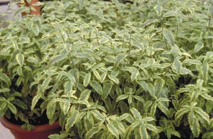 Baardbloem - Caryopteris clandonensis 'Summer Sorbet'