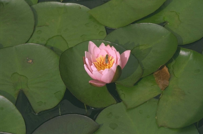 Nymphaea 'Attraction'