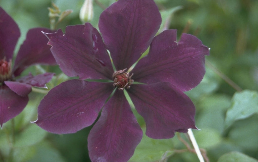 Clematis 'Gipsy Queen'