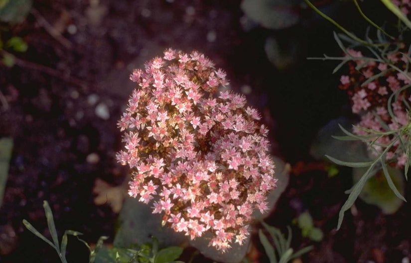 Vetkruid - Sedum 'Matrona'