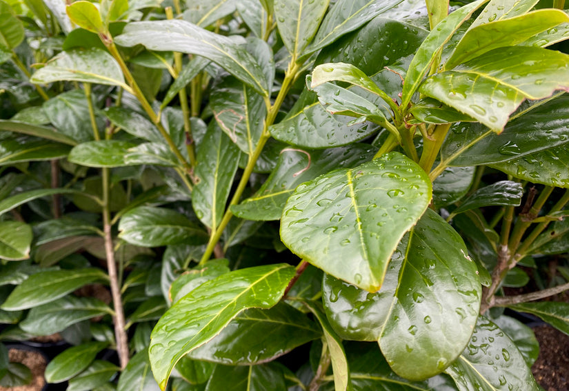 Wintergroene haagplant Prunus laurocerasus 'Novita'