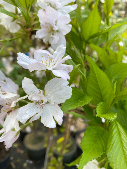 prunus-sierkers-bloemen.jpg