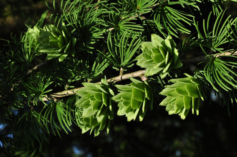 Pseudolarix amabilis