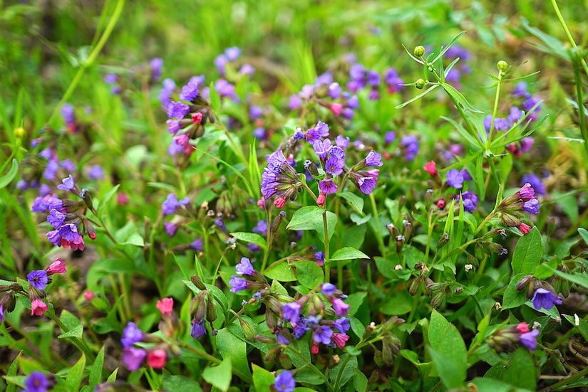 pulmonaria-angustifolia.jpg