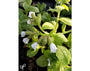 pulmonaria_off_sissinghurst_white.webp