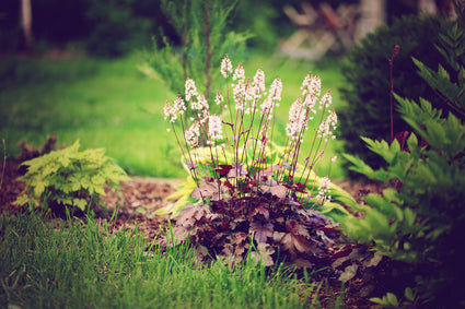 puperklokje-Heuchera-Chocolate-Ruffles.jpg