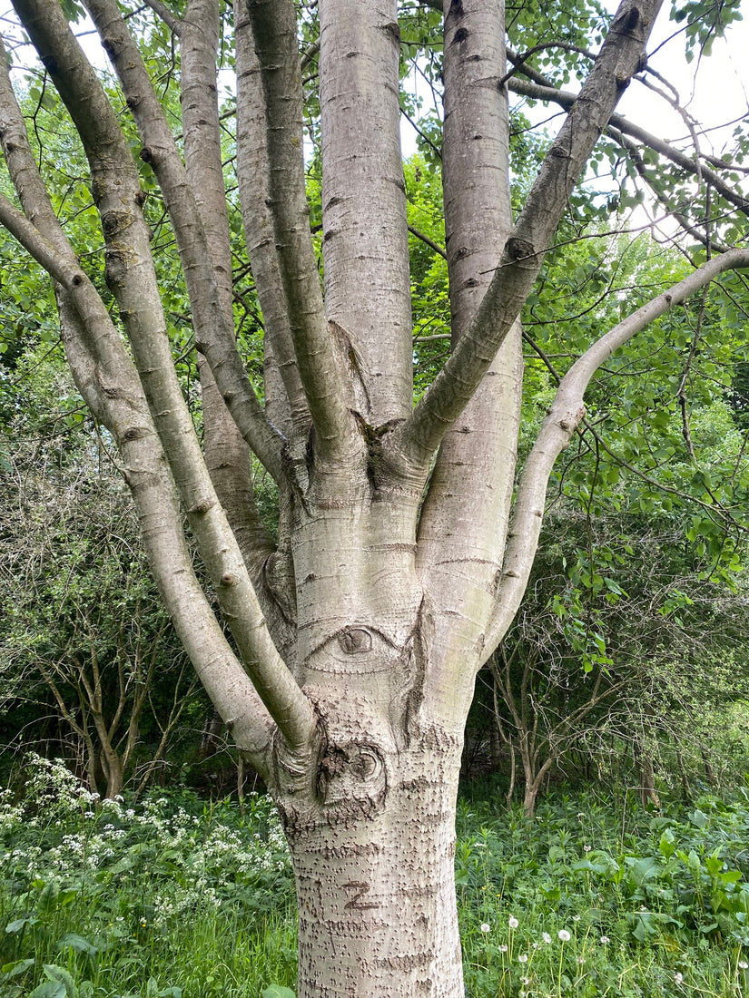 Bast van de Ratelpopulier - Populus tremula