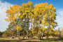 Ratelpopulier - Populus tremula in de herfst