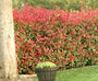 Red robin Photinia haagplant unieke haag