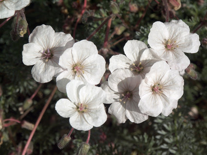 reigersbek-Erodium-chrysanthum.jpg