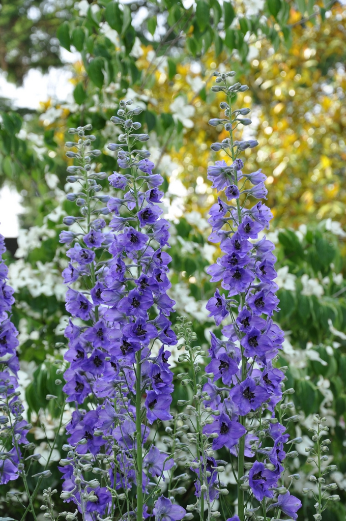 ridderspoor tuinplanten