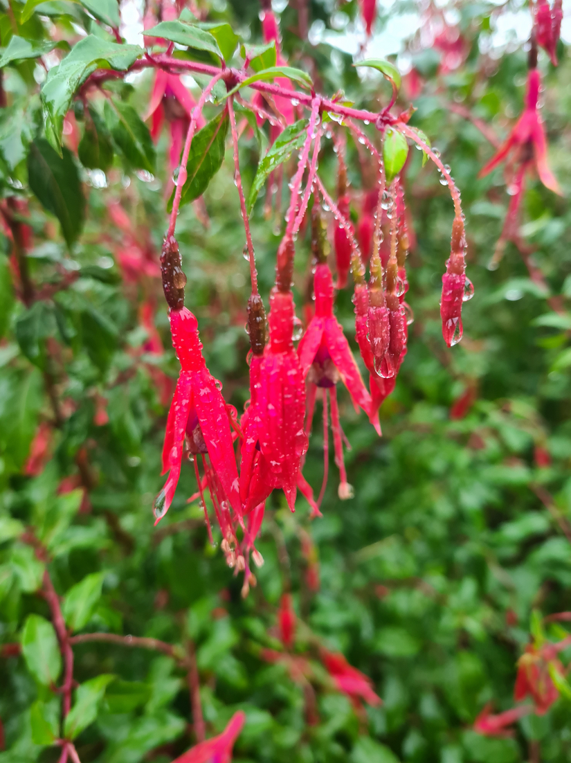 Bloeiwijze fuchsia tuinplanten bellenplant borders