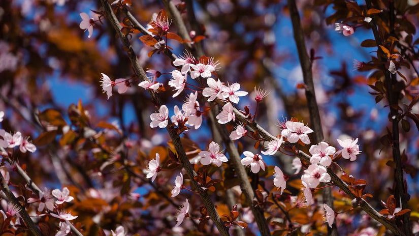 Rode kerspruim bloemen