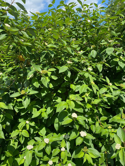 rode-kornoelje-cornus.jpg