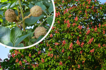 Rode paardenkastanje - Aesculus x carnea