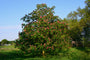 Rode paardenkastanje - Aesculus x carnea in bloei