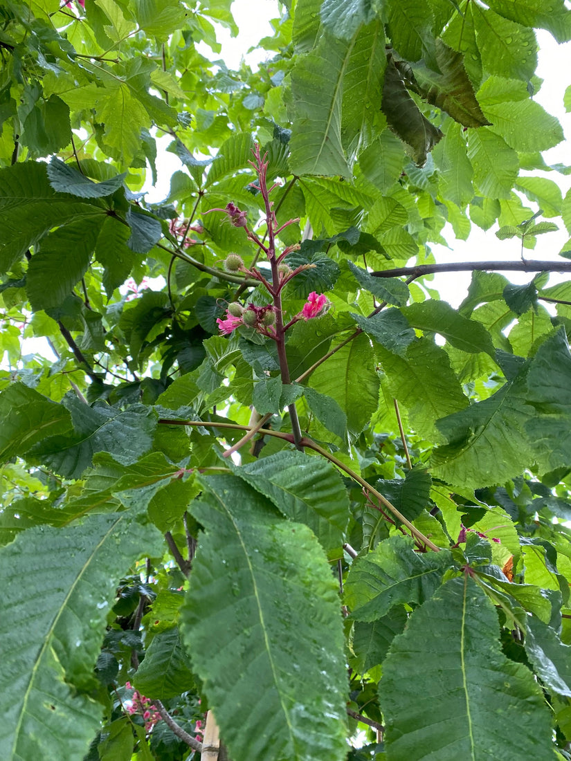 rode-paardenkastanje-boom-aesculus-briotii.jpg