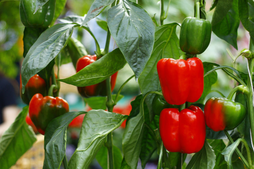 rode paprika plant