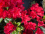 rododendron-scarlet-wonder.jpg