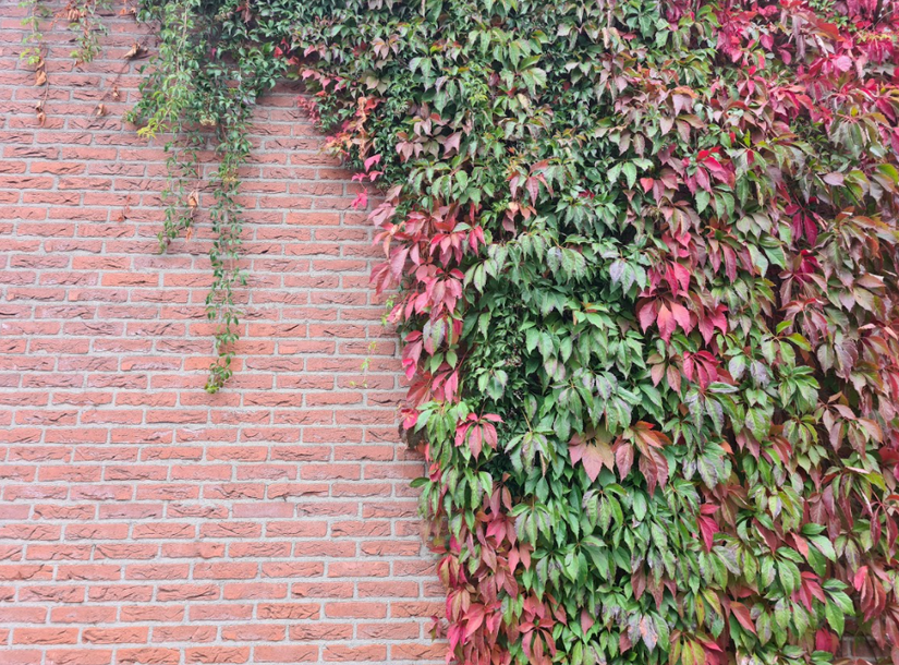 Vijfbladige wingerd - Parthenocissus quinquefolia