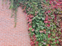 Vijfbladige wingerd - Parthenocissus quinquefolia