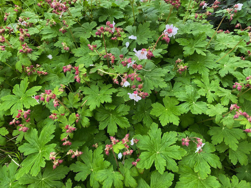 rotsooievaarsbek spessart roze wit